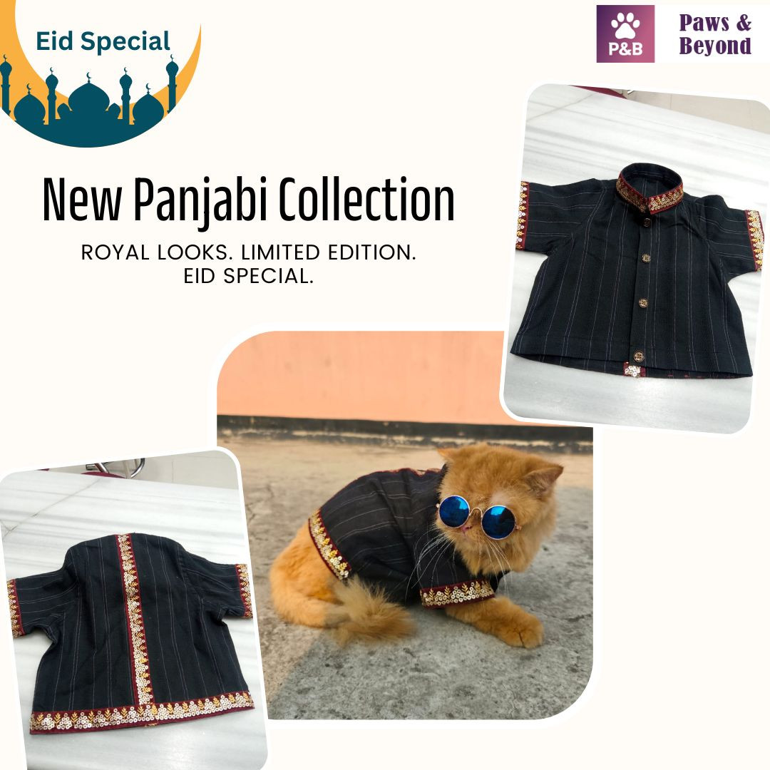 Eid Special Premium Cat Panjabi